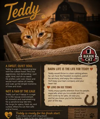 Teddy: Barn Cat (FCID# 07/27/2026 - 50 Trainer)