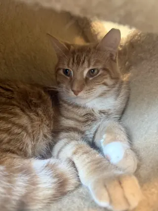 Teddy: Barn Cat (FCID# 07/27/2026 - 50 Trainer)