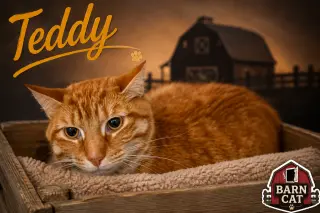 Teddy: Barn Cat (FCID# 07/27/2026 - 50 Trainer)