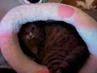 Tippy
