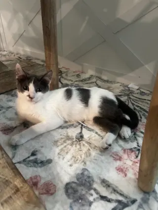 Princess Spot