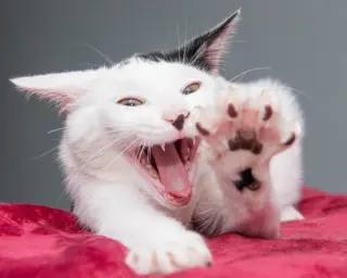 Dot