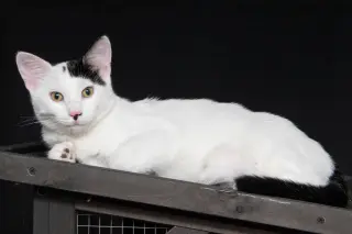 Dot