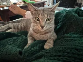 Lilly
