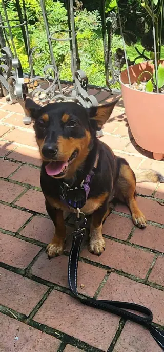 Minnie Mouse