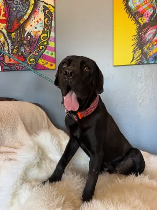 Bronx I AM GOINGTO FOSTER TO ADOPT!