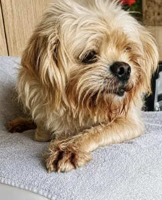 Nala