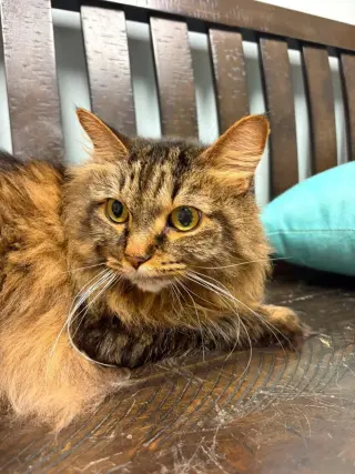 Sara