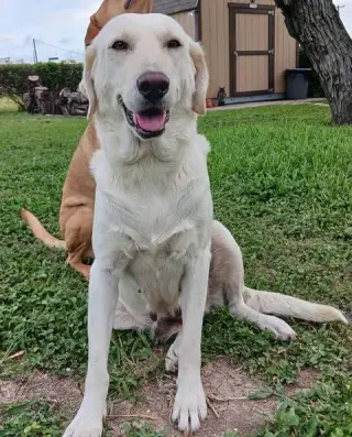 Piper (Valley)