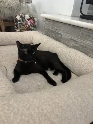 CleoCATra