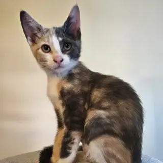 Ayla