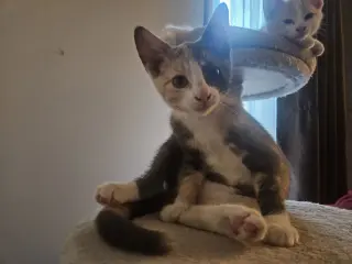 Ayla