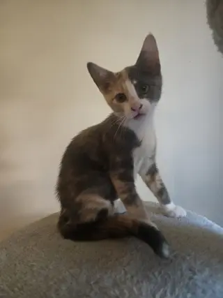 Ayla