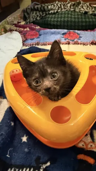 Lotus (Mashed Potato)