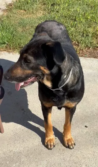 Gemma