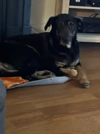 Gemma