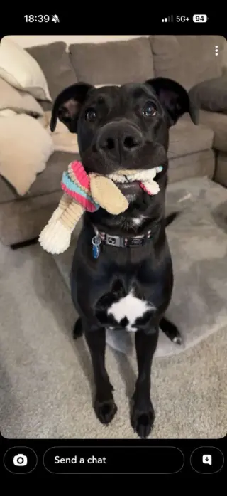 Sully