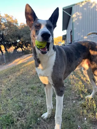Demetro