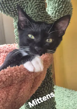Mittens