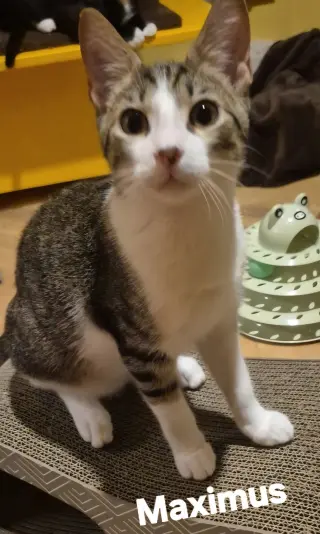 Maximus