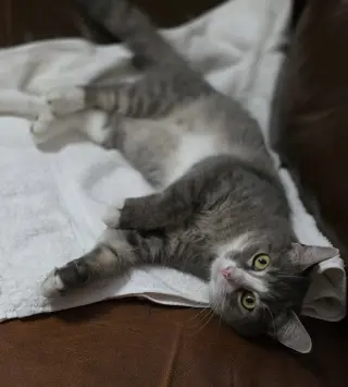 Izzy