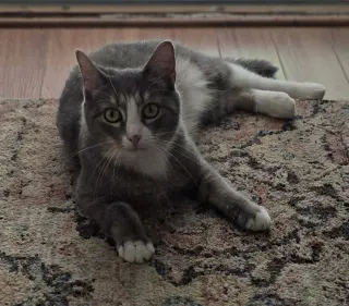 Izzy