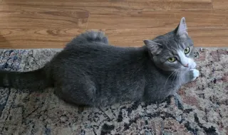 Izzy