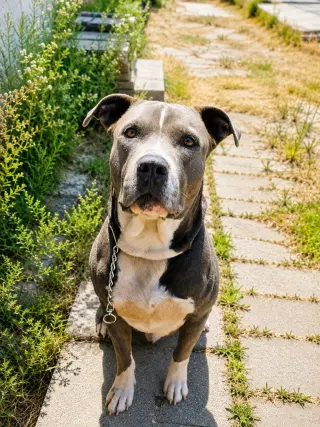 Hercules (Courtesy Post) Foster or Adopt Me!