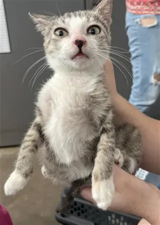 DOBBY
