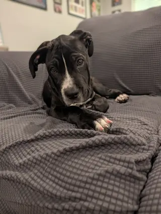 Delilah - I was adopted