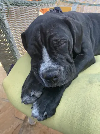 Winnie- I was adopted!