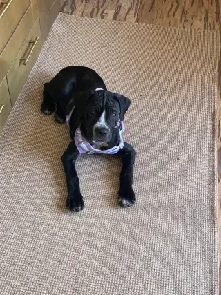 Winnie- I was adopted!