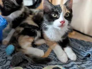 The Great Bandit (bonded w/ Tootsie Roll)