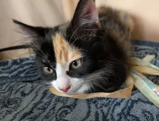 The Great Bandit (bonded w/ Tootsie Roll)