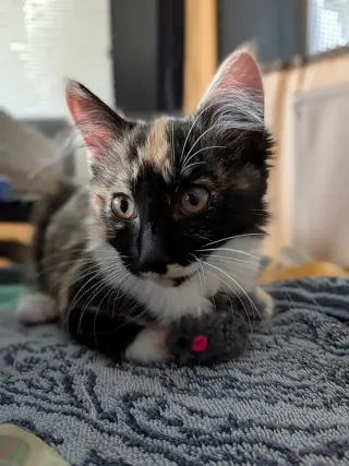 Tootsie Roll (bonded w/ The Great Bandit)