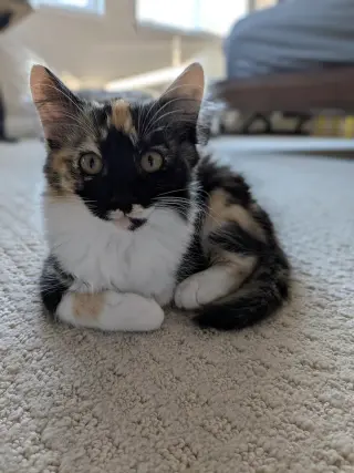 Tootsie Roll (bonded w/ The Great Bandit)