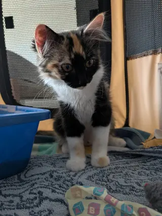 Tootsie Roll (bonded w/ The Great Bandit)
