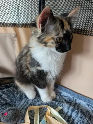 Tootsie Roll (bonded w/ The Great Bandit)
