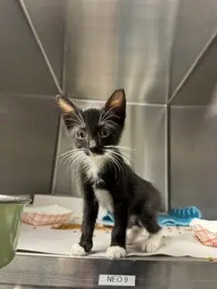 LUNA