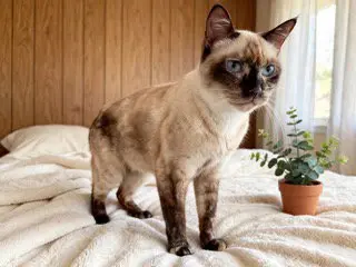 BELLA THE KITTY