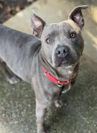 Sweet Pea