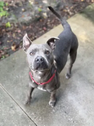 Sweet Pea