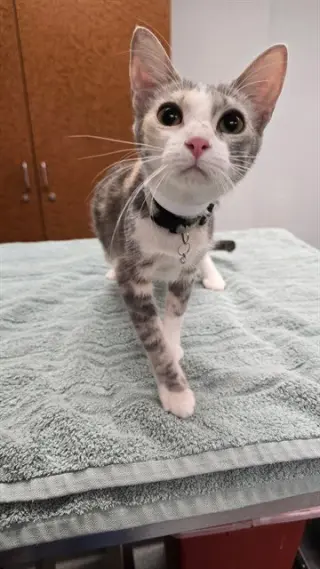 CALYPSO