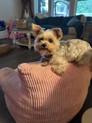 Fifi
