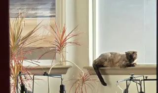 Misha