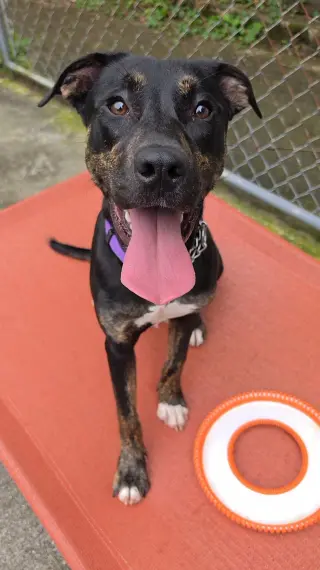 Millie SCAS
