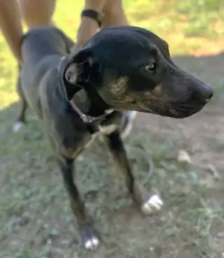 Millie SCAS