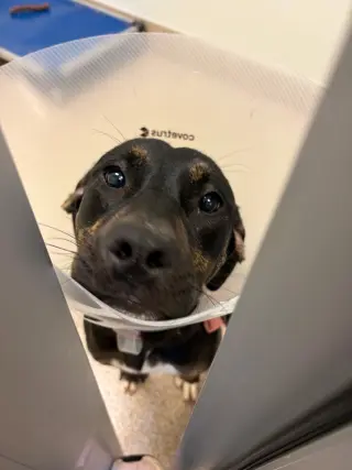 Millie SCAS
