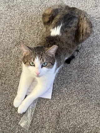 Mabel