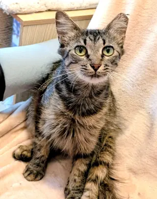 KITTEN TORI